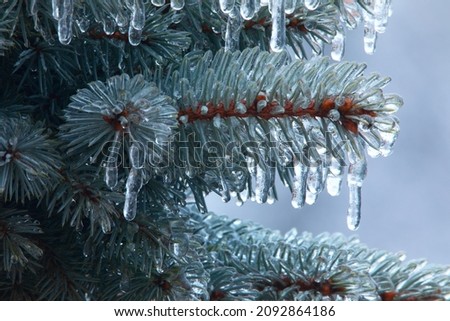 Ice icicles on a branch of a blue Christmas tree, close-up. The concept from now on, change of weather, rain and frost.