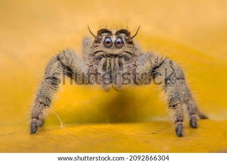Super macro image of Jumping spider (Salticidae, Hyllus diardi female), at high magnification, Good sharpen and detailed, eye and face very clear.This wildlife insect from asia thailand.Selectedfocus.