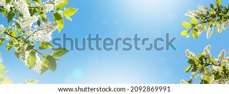 Spring or summer natural floral background or art. Delicate white flowers of bird cherry, nature, blue sky.