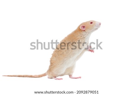 Red eyed rat begging on hind legs side view picture