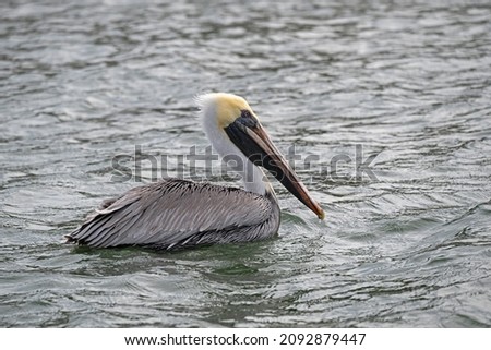 Brown Pelican swimming in a Charleston Harbor estuary.