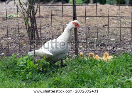 Goose farm organic ducklings grass garden