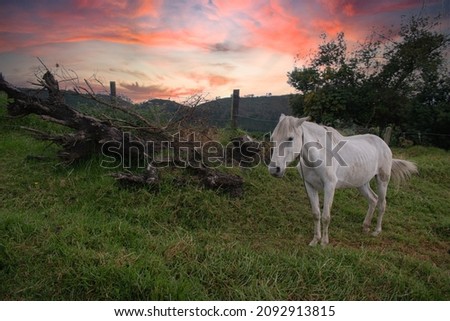 horse standing in a greenish habitat at sunset
