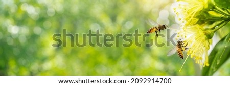 Spring banner design, Two Bees flying over the yellow flower on green natural garden Blur background. Royalty-Free Stock Photo #2092914700