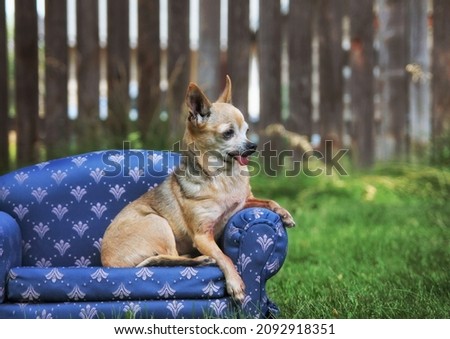 Cute chihuahua sitting on a couch outside in the grass