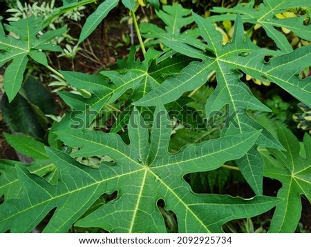 Green leafy plant in school garden
