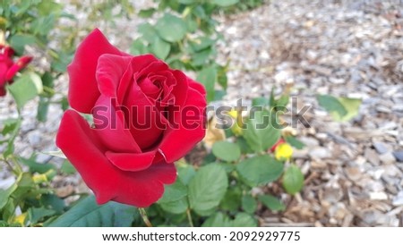 View of the dark velvety red rose, the Firefighter, Hybrid Tea Rose blooming in the garden. Wonderful spicy rose fragrance, commemorative rose