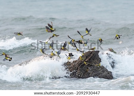 a flock of white-bellied green pigeon take off