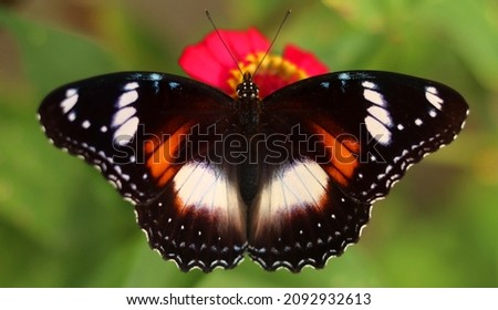 Hypolimnas bolina butterfly perched on a zinnia flower. black butterfly sucking nectar. image from above. great eggfly. common eggfly. blue moon butterfly.