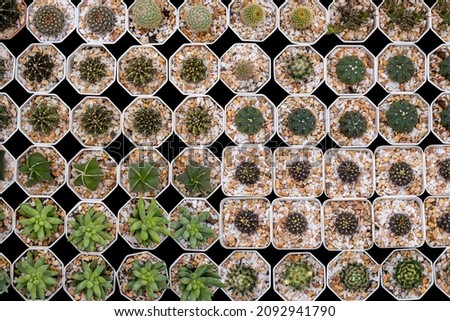 Various types of small cactus in different pots on black background, Top view. Cacti, Cactaceae, Succulent, Drought Tolerant Plant.