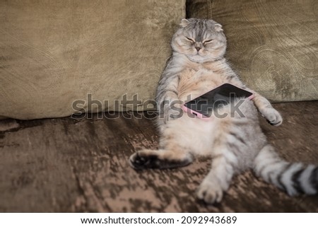 A lazy fat cat is sleeping on the sofa with a smartphone in his paws. Royalty-Free Stock Photo #2092943689