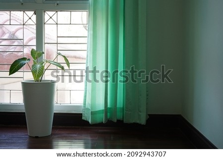 Green leaf ornament in white pot with sunlight and green curtain for interior design background