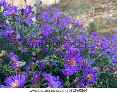 blue flowers, blooming asters in the crimea