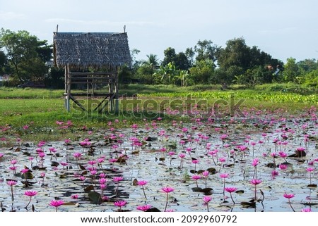 Thung Bua Daeng is an area with a large number of red lotus flowers. Tourists often come to take pictures together on vacation.