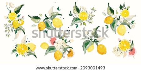 Big vector Set of lemon branch. Flower, green leaves. fruit and splashing juice. arrangements  Royalty-Free Stock Photo #2093001493