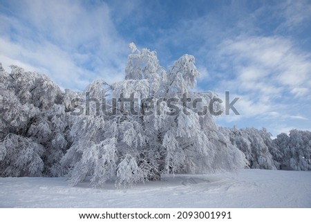 snow-covered big tree in a forest glade