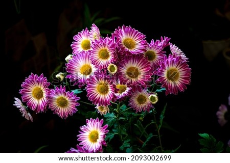 A bunch of small round pink and white chrysanthemums growing in a garden.