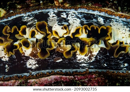 Colorful close up picture of a giant clam