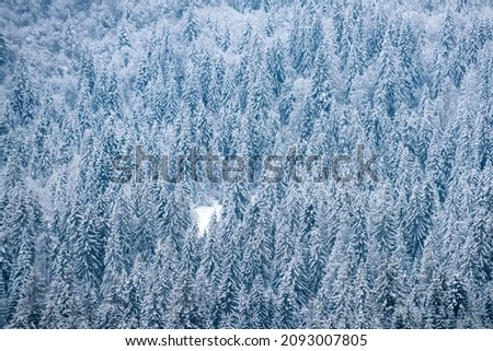 Winter background of snow and frost with free space for your decoration. Scenery in winter. Frosty morning in forest.