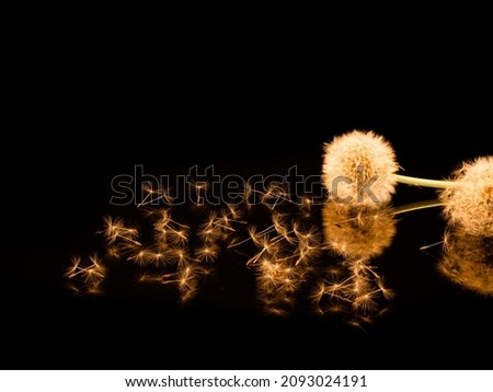 Dandelion flowers with reflection on black background.