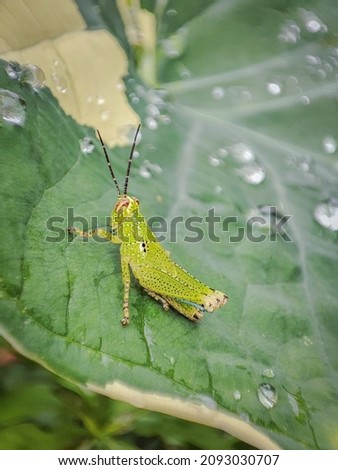 Rawang, Malaysia Dec 19, 2021 Macro picture small insect Grasshopper sit on Caladium after rain.