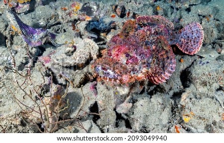 The bearded scorpionfish (Scorpaenopsis barbata) is definitely one of the strangest-looking fish in the sea. Its bizarre appearance serves to provide camouflage as it hides among the algae and seaweed