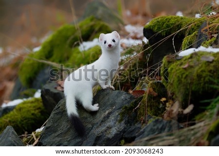 The stoat or short-tailed weasel (Mustela erminea), also known as the Eurasian or Beringian ermine,  is a mustelid native to Eurasia and the northern portions of North America. Winter coat. Royalty-Free Stock Photo #2093068243