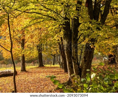 Autumn atmosphere at the edge of the forest. View towards a meadow orchards in southern Germany. Focus on the trees in image foreground. Royalty-Free Stock Photo #2093073094