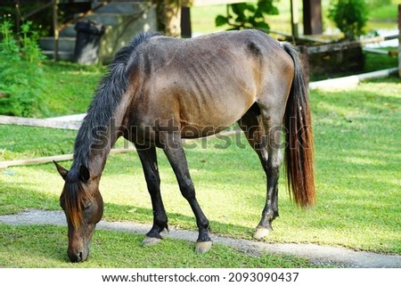 The photo showing is a common horse which is a hoofed herbivorous mammal of the family Equidae and widely used as a draft animal, and riding on horseback was one of the chief means of transportation. Royalty-Free Stock Photo #2093090437