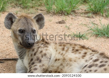 Spotted Hyena in the Kruger National Park
