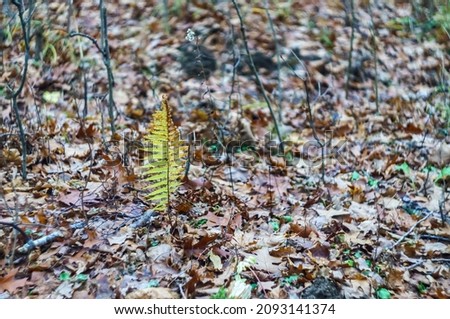 Yellow fern in autumn. Autumn landscape. Yellowed leaves in the forest.