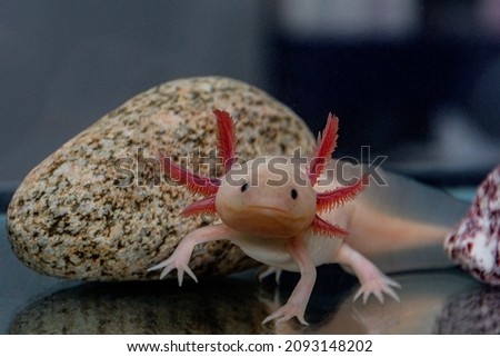 Axolotl is an exotic and very cute pet. Royalty-Free Stock Photo #2093148202