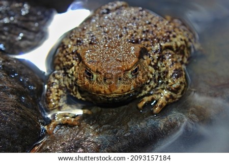 large brown toad close up in natural environment