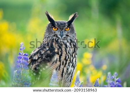 Eurasian eagle-owl in wild nature in spring time