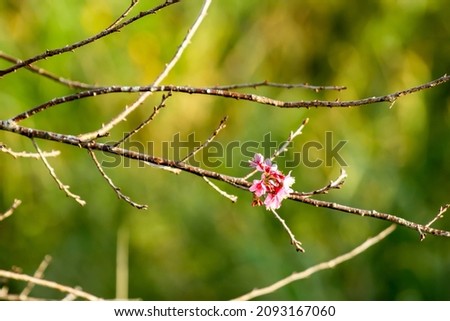 Cherry Blossom Tree Branch With Blur Background.