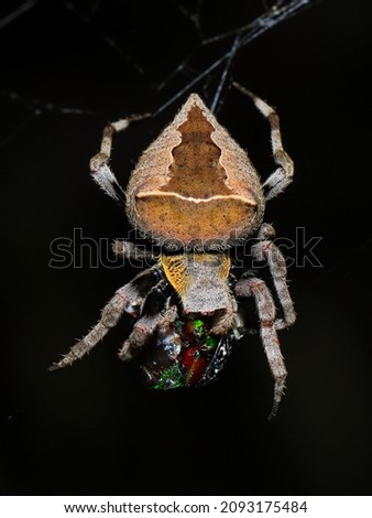 Parawixia dehaani (Doleschal) Spider. The spider catches its prey at night.