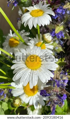bouquet of daisies and small blue flowers