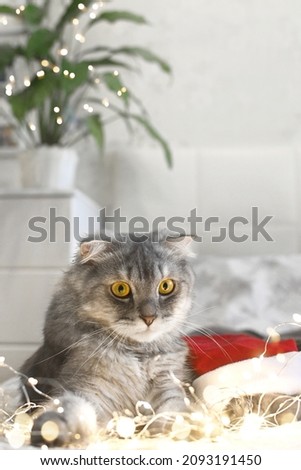 A New Year's cat lies in garlands and lights on a warm knitted blanket. Authentic Christmas photo. vertical Royalty-Free Stock Photo #2093191450