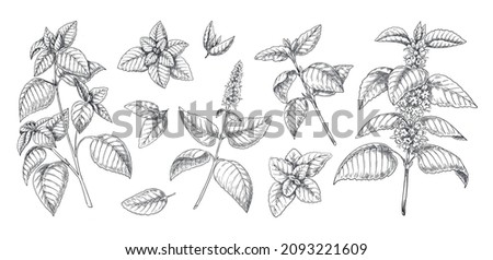 Peppermint sketch. Mint leaves branches and flowers vintage engraving. Hand drawn spearmint and melissa herbs. Culinary or medical aromatic plant twigs. Vector botanical elements set Royalty-Free Stock Photo #2093221609