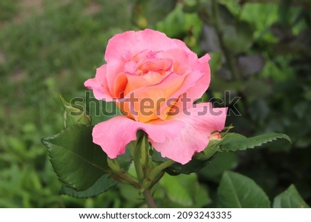Pink and apricot color Hybrid Tea Rose Augusta Luise flowers in a garden in June 2021. Idea for postcards, greetings, invitations, posters, wedding and Birthday decoration, background 