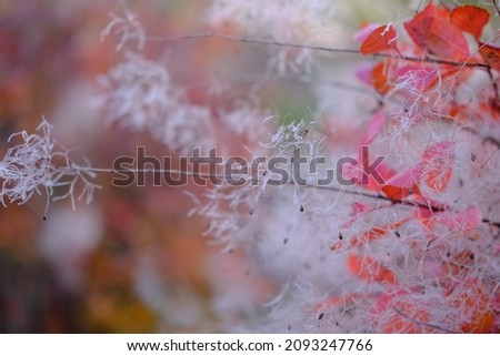Nature abstract red bokeh blurred background defocused tree, nature .High quality 4k footage