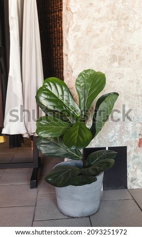 leaf plant in pot on loft interior
