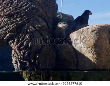 two otters climb the rocks and look out from the higher vantage place