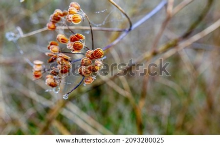 wild winter plant seed heads and stalks covered with spider webs, glistening with suspended water droplets, Salisbury Plain UK