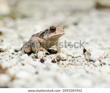 Gulf coast toad on gravel