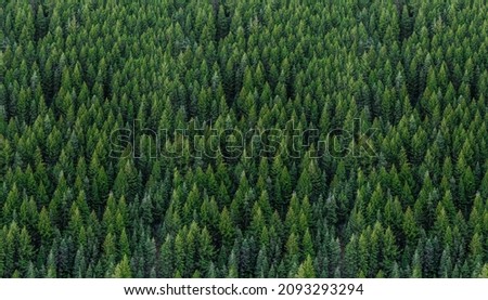 Full image of a coniferous Pine trees in the forest. Drone photography. Royalty-Free Stock Photo #2093293294