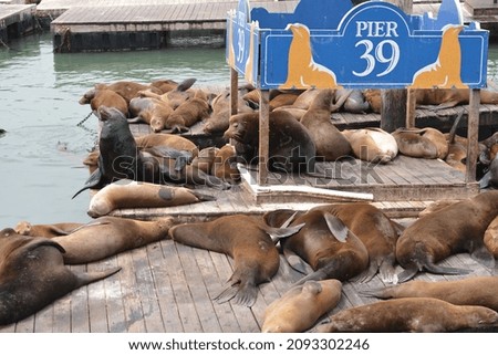 California sea lions (Zalophus californianus) hauling out on on docks on Pier 39's marina, San Francisco, California. Space for copy.  Royalty-Free Stock Photo #2093302246