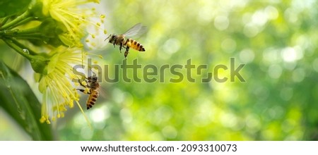 Spring banner design, Two Bees flying over the yellow flower on green natural garden Blur background. Royalty-Free Stock Photo #2093310073