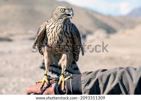 Close up view of goshawk (Accipiter gentilis-Accipitridae) and Falconry. It is the hunting of wild animals in their natural state and habitat by means of a trained bird of prey.