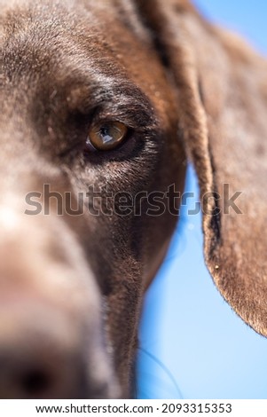 close up of a german shorthaired pointer pedigree purebred looking at the camera Royalty-Free Stock Photo #2093315353